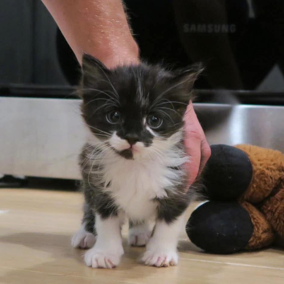 Enlarge Scar, a Adoptable Domestic Short Hair in Odenville, AL image 1/1
