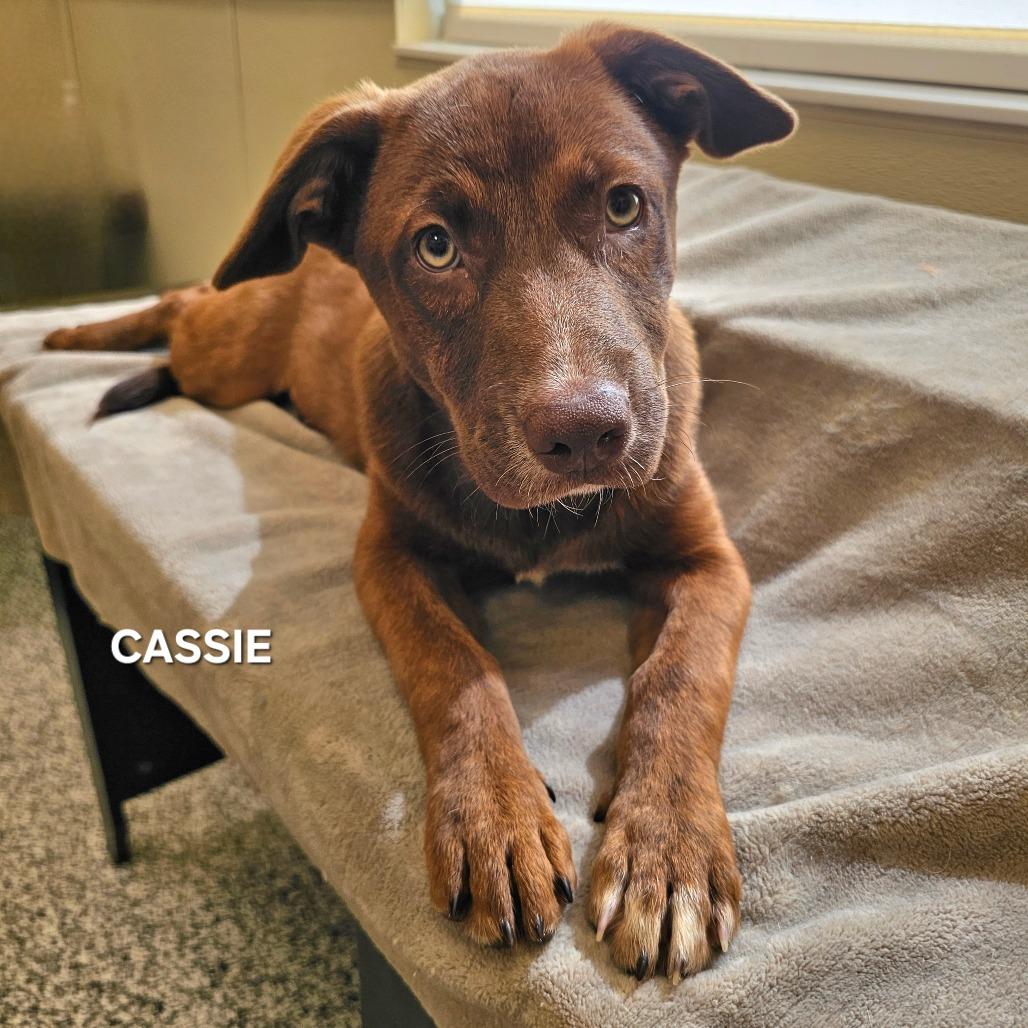 Cassie, Adoptable, Young Female Hound & Pit Bull Terrier.