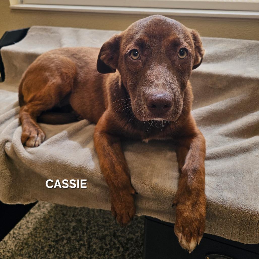 Enlarge Cassie, a Adoptable mixed breed in Madisonville, TN image 2/5