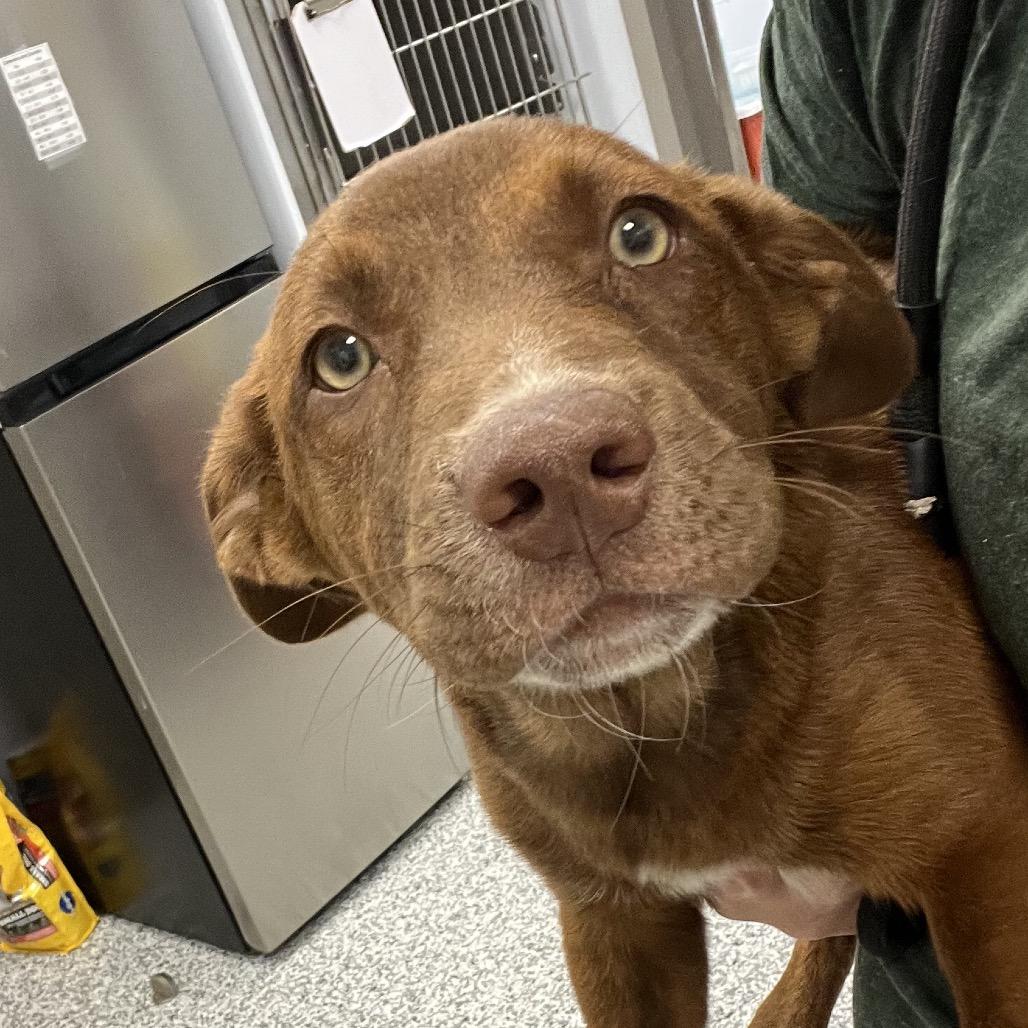 Enlarge Cassie, a Adoptable mixed breed in Madisonville, TN image 3/5