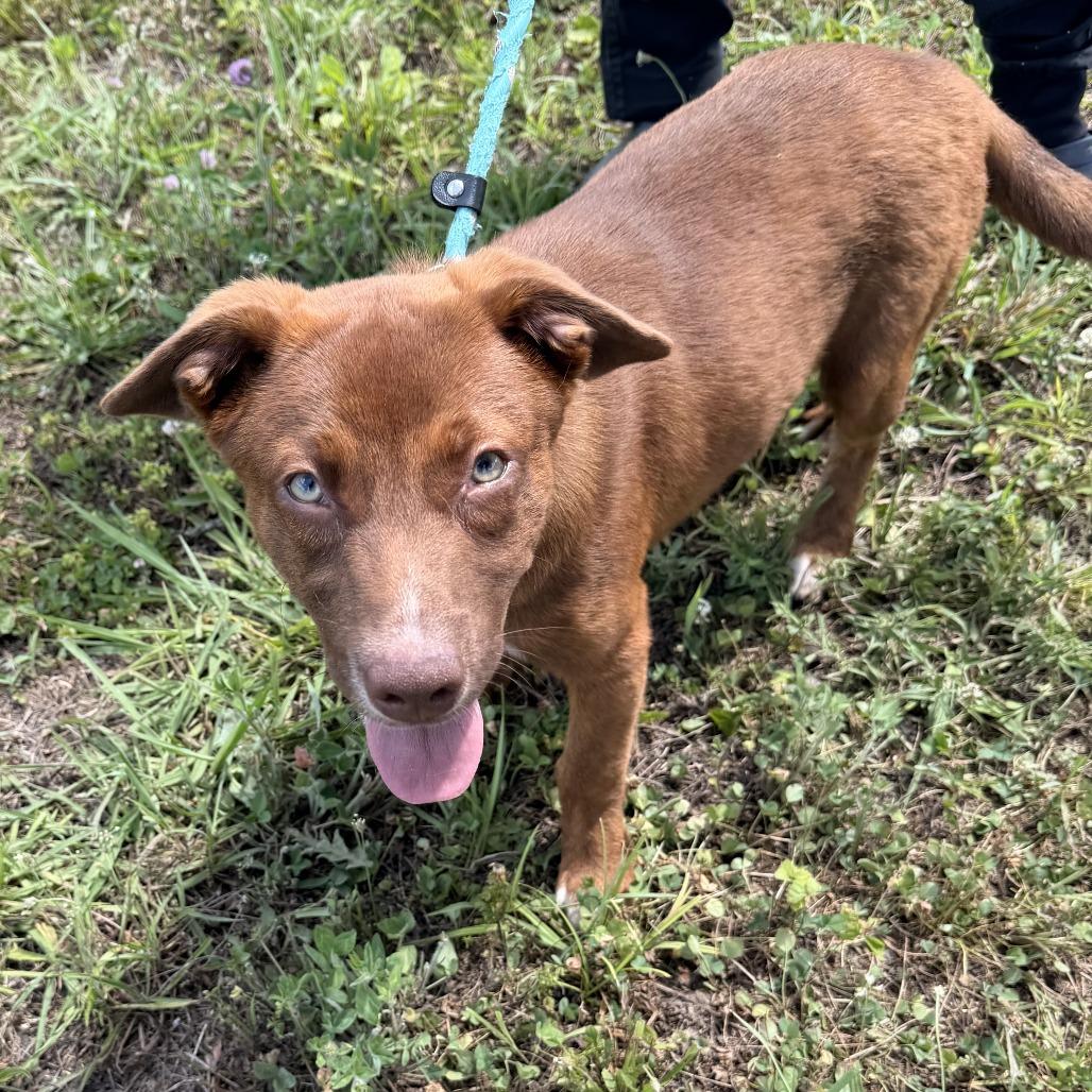 Enlarge Cassie, a Adoptable mixed breed in Madisonville, TN image 4/5