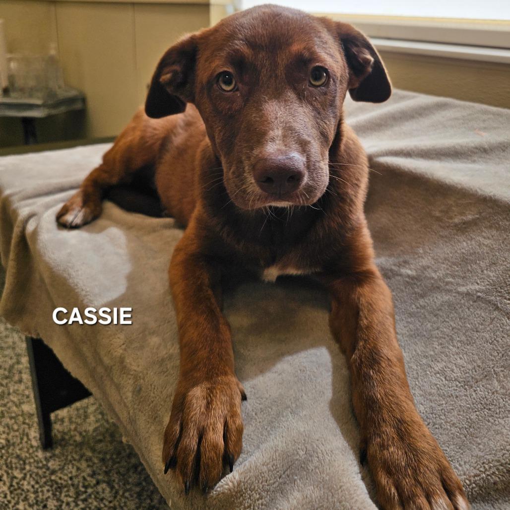 Enlarge Cassie, a Adoptable mixed breed in Madisonville, TN image 5/5