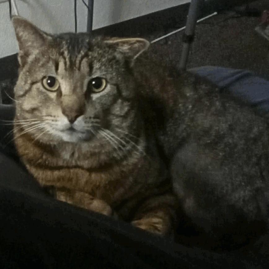 Markus, Adoptable, Adult Male Domestic Short Hair.