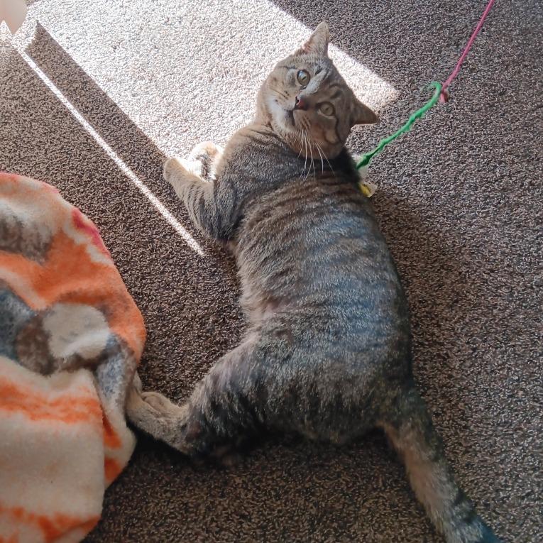 Enlarge Markus, a Adoptable Domestic Short Hair in Coos Bay, OR image 2/2