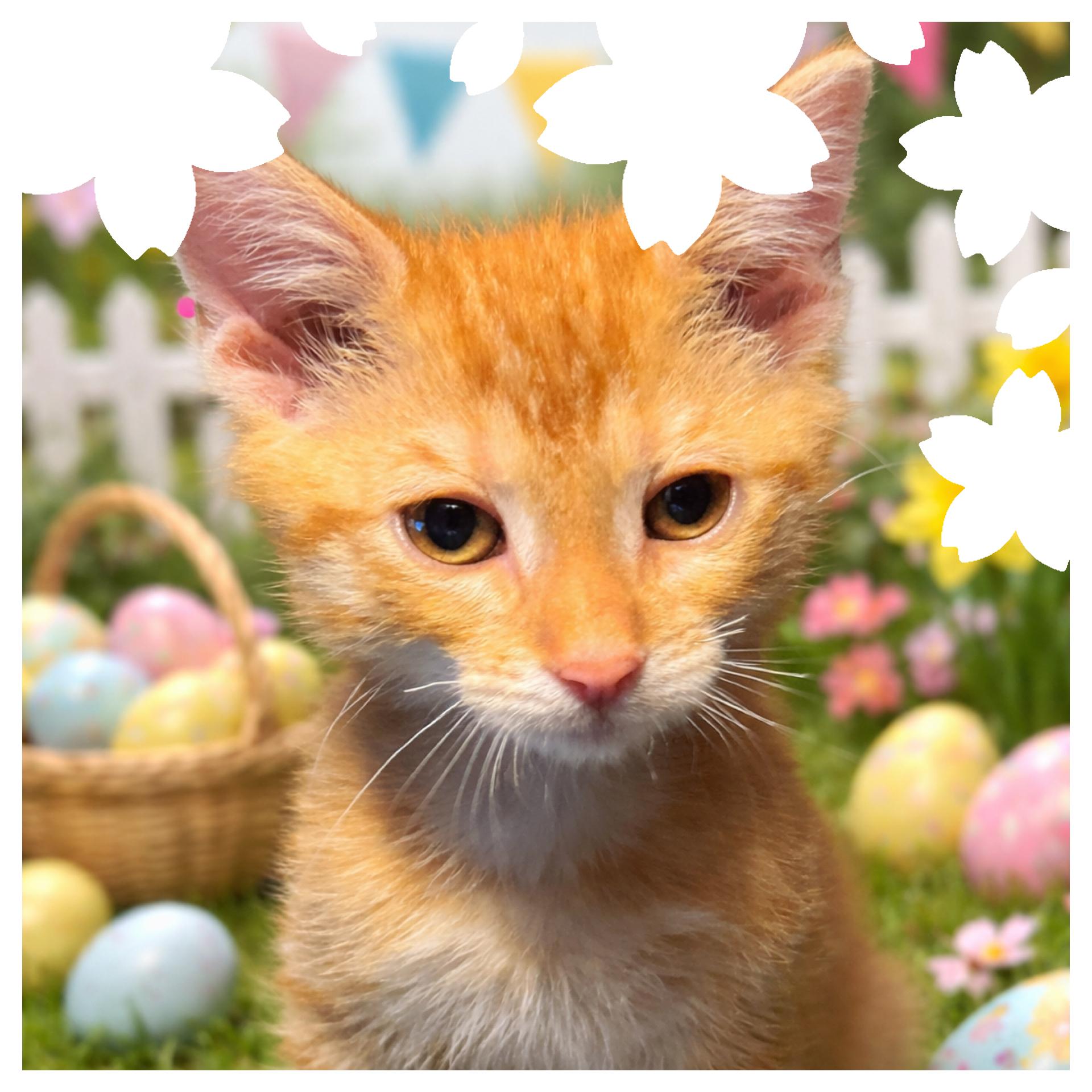 Enlarge Jellybean, an adopted Tabby in Saginaw, MI image 2/2