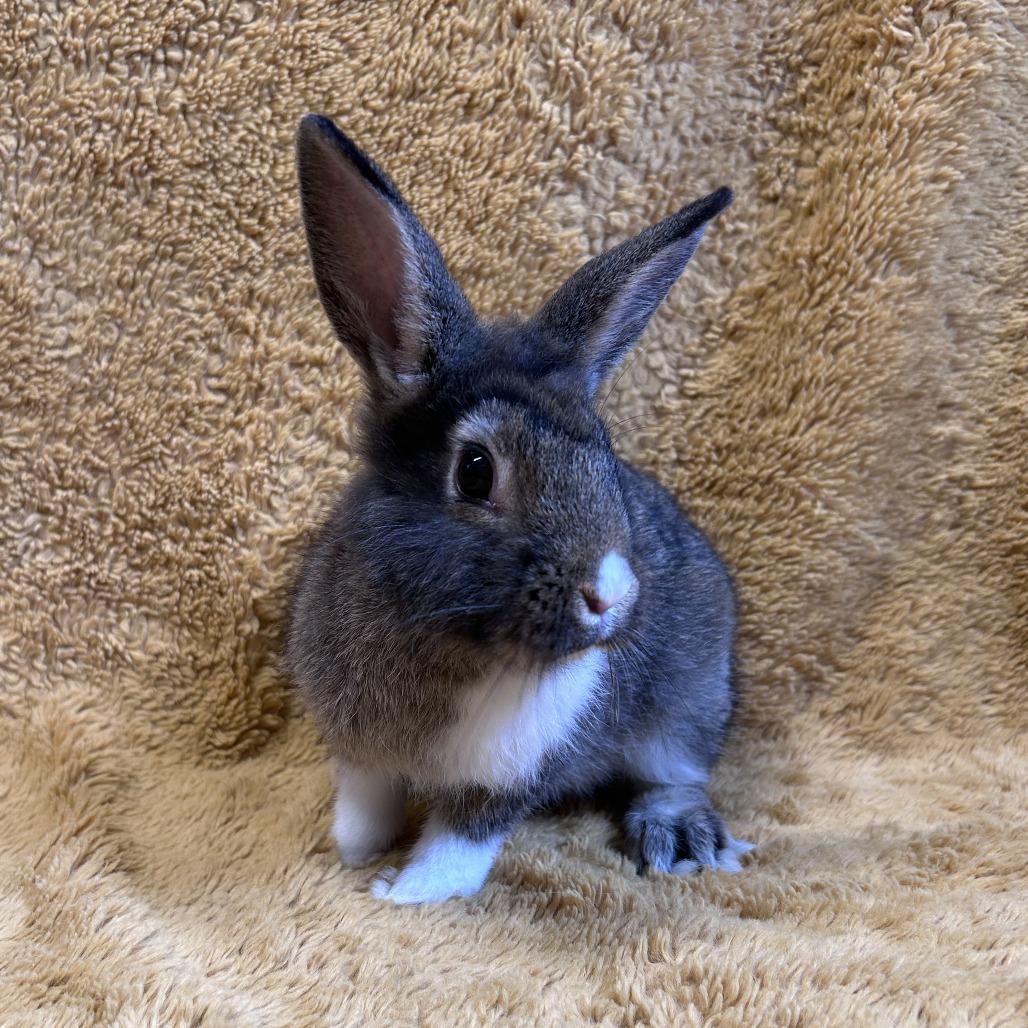 Enlarge Tammy, a Adoptable mixed breed in Oak Park, IL image 1/6