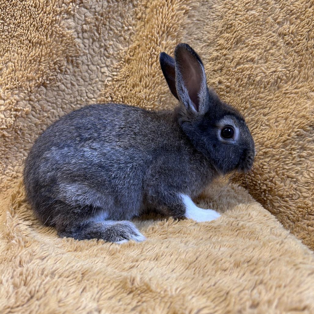 Enlarge Tammy, a Adoptable mixed breed in Oak Park, IL image 2/6