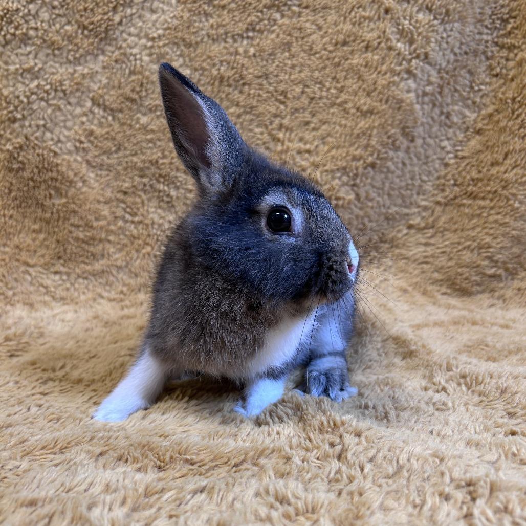 Enlarge Tammy, a Adoptable mixed breed in Oak Park, IL image 3/6
