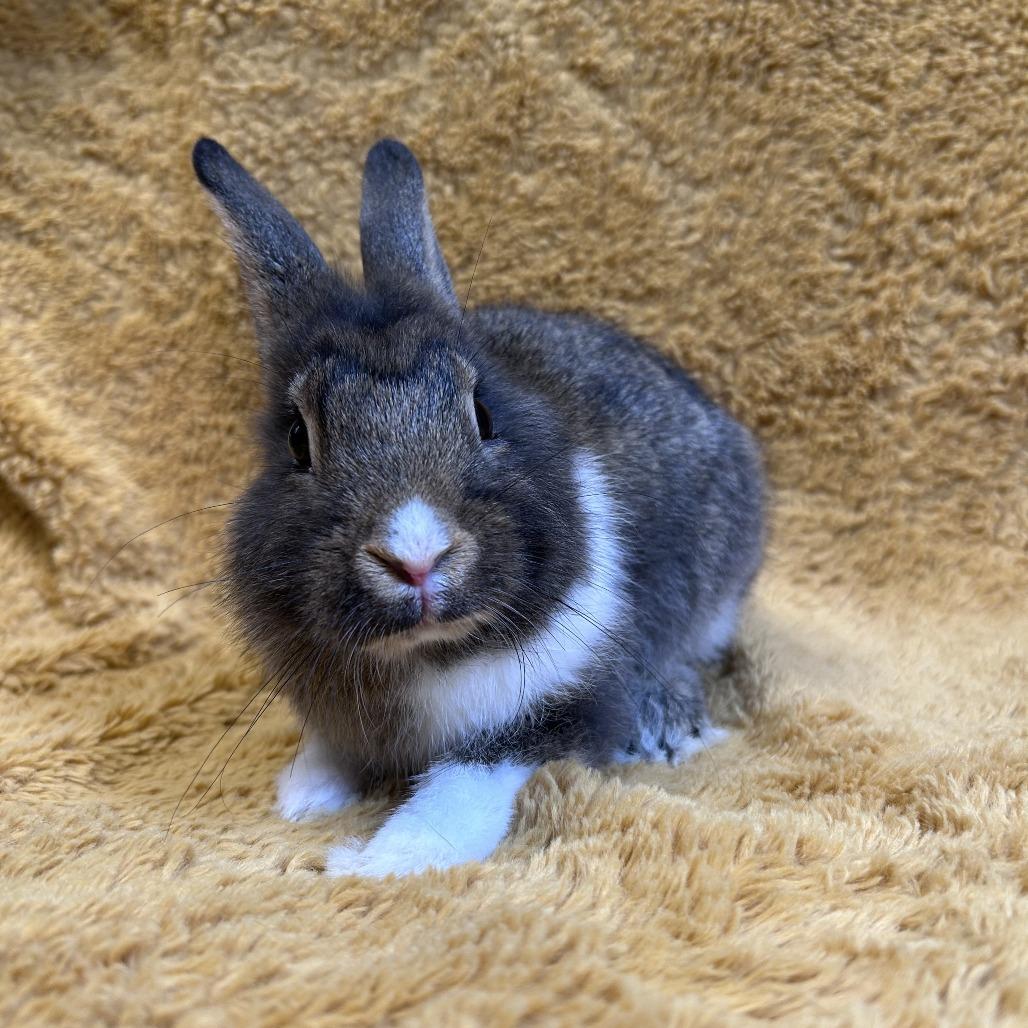 Enlarge Tammy, a Adoptable mixed breed in Oak Park, IL image 4/6