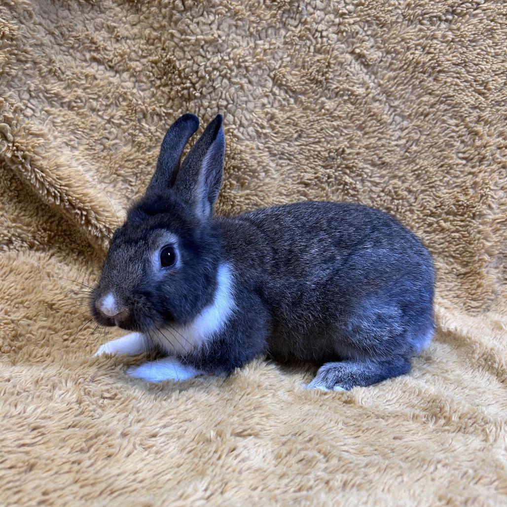 Enlarge Tammy, a Adoptable mixed breed in Oak Park, IL image 5/6