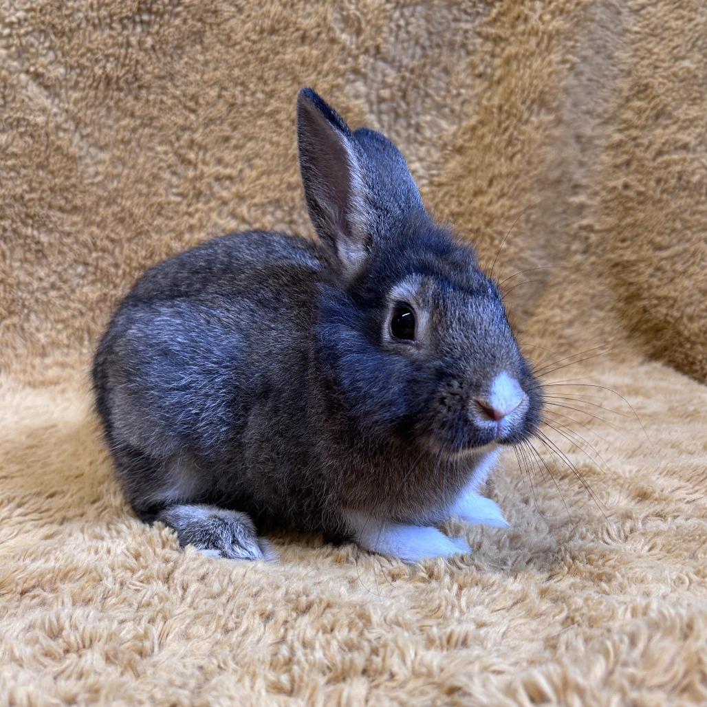 Enlarge Tammy, a Adoptable mixed breed in Oak Park, IL image 6/6