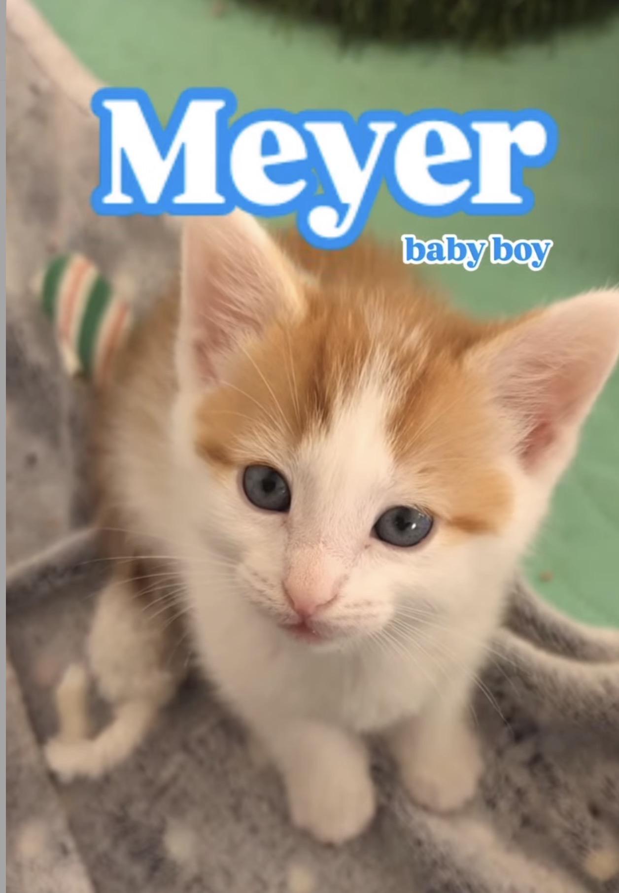 Meyer, ADOPTABLE, Kitten Male Domestic Short Hair.