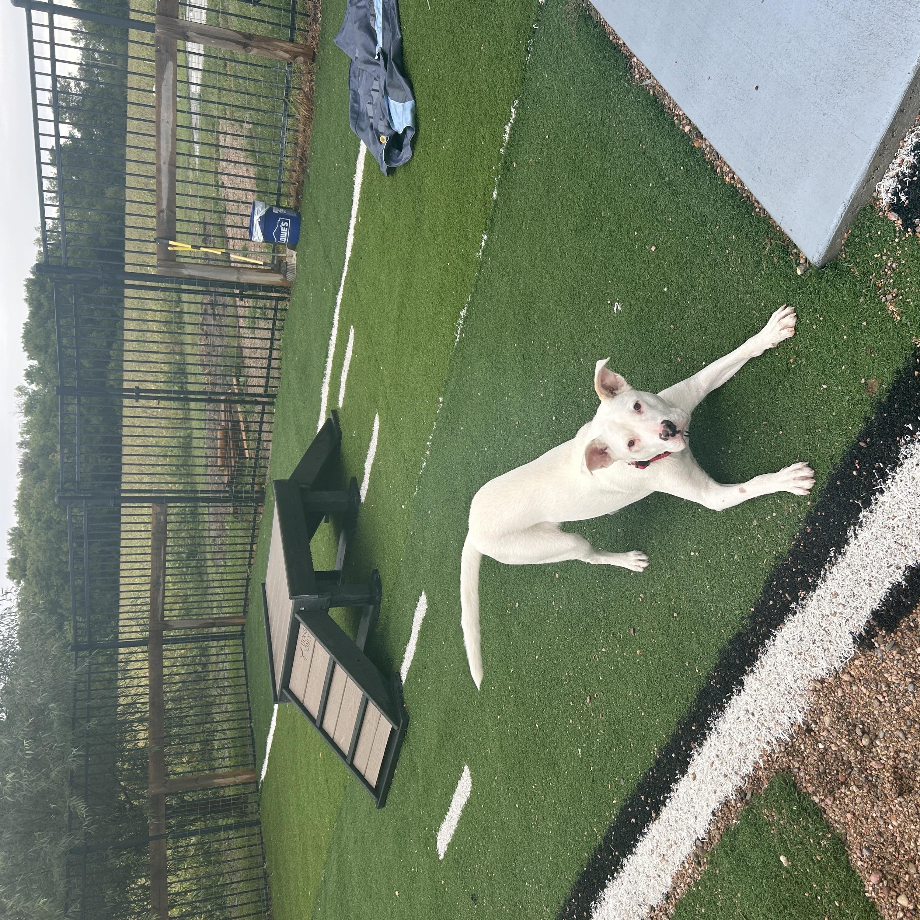 Enlarge Zeus, a Adopted mixed breed in Seward, NE image 4/4