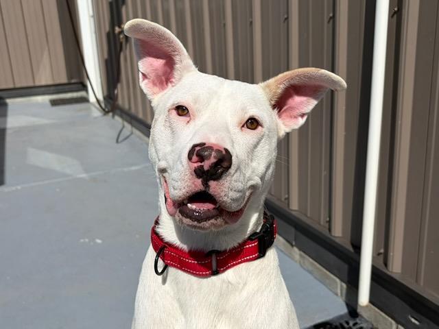 Zeus, Adopted, Young Male Labrador Retriever & Pit Bull Terrier.