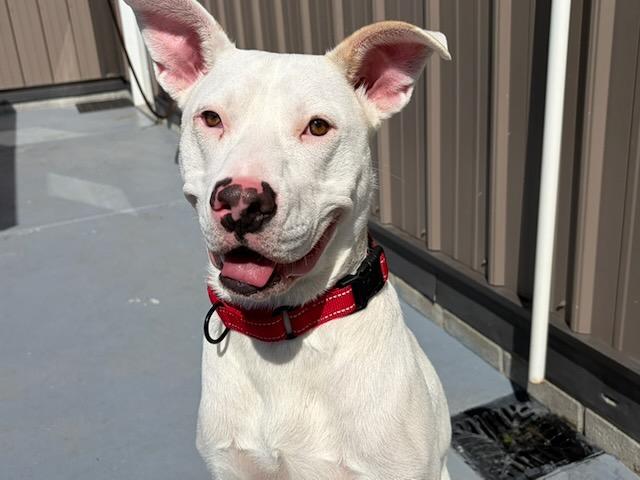 Enlarge Zeus, a Adopted mixed breed in Seward, NE image 2/4
