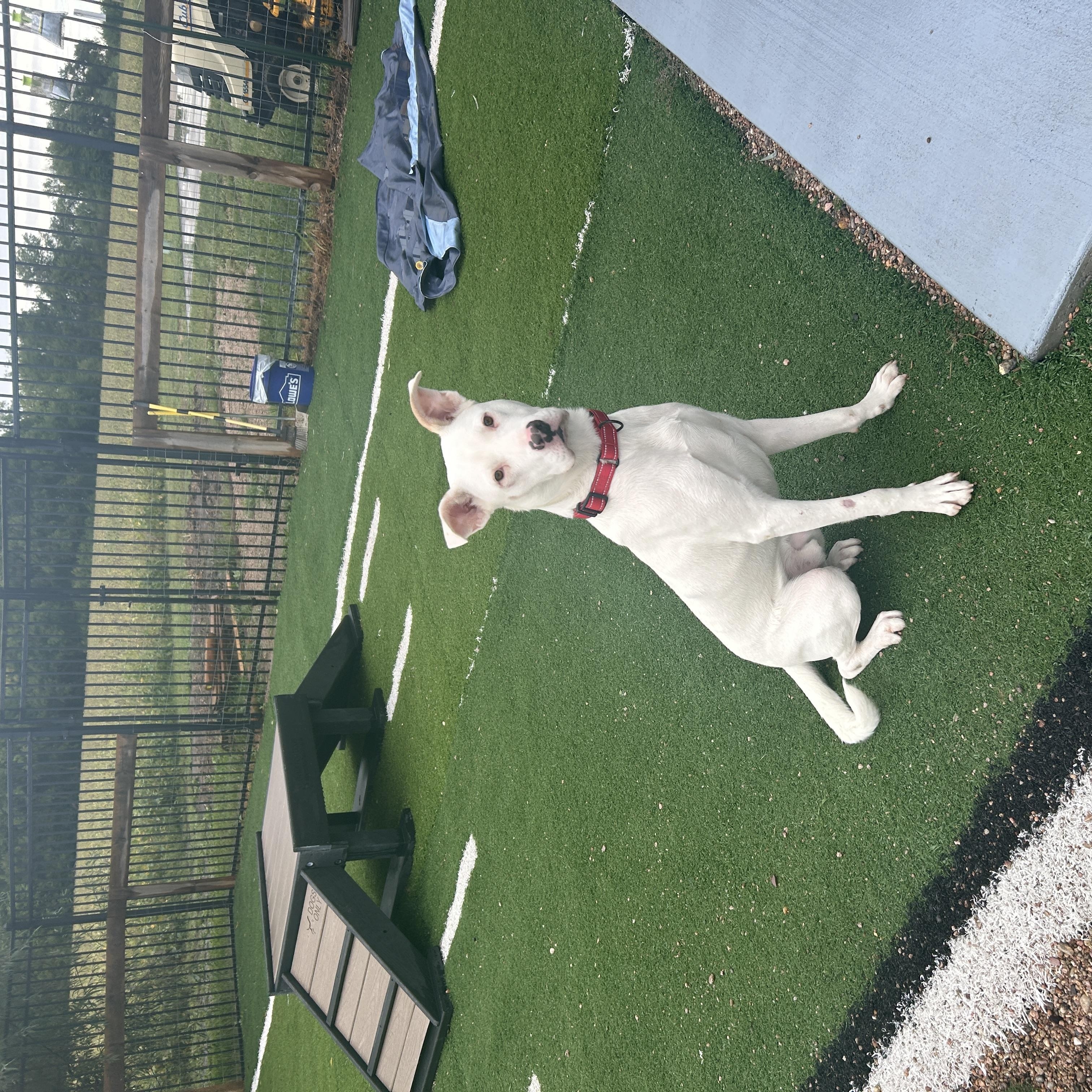 Enlarge Zeus, a Adopted mixed breed in Seward, NE image 3/4