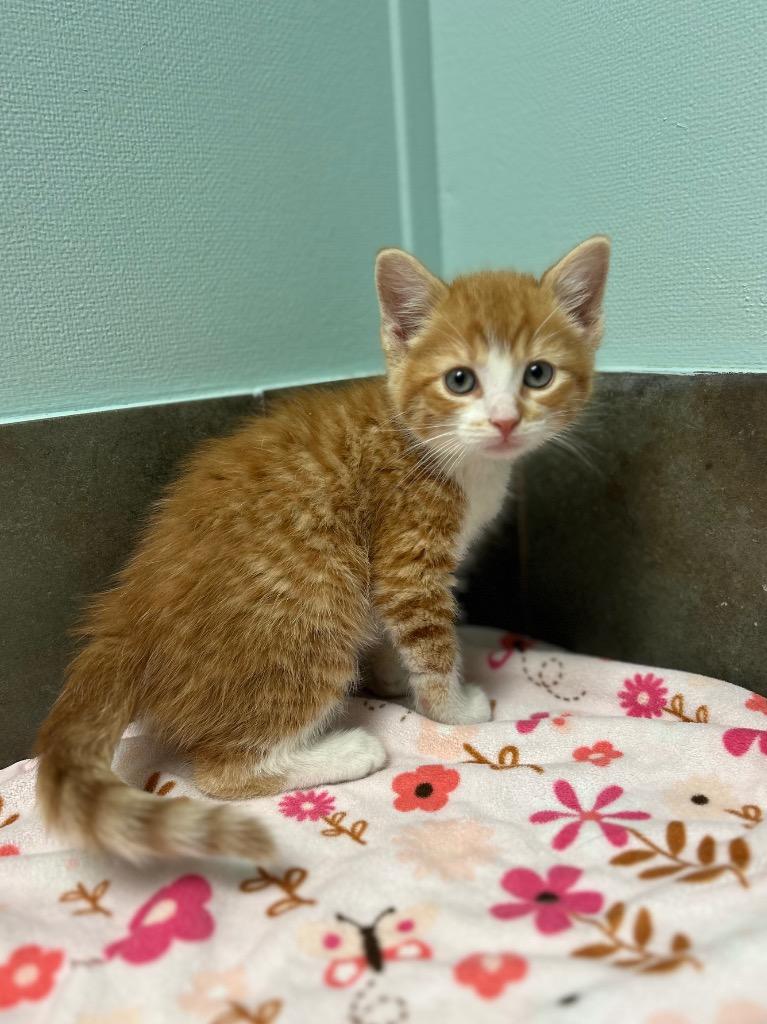 Enlarge Colorado, an adopted Domestic Short Hair in Columbus, NE image 1/1