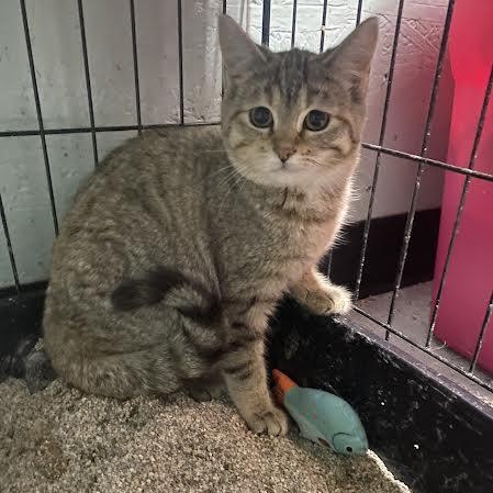 Winnie, adopted, Kitten Female Tabby.