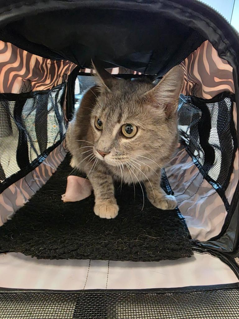 Kelly, Adoptable, Adult Female Domestic Short Hair.