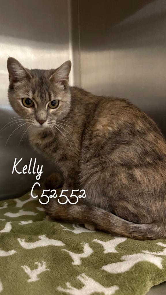 Enlarge Kelly, a Adoptable mixed breed in Clarksville, TN image 2/2