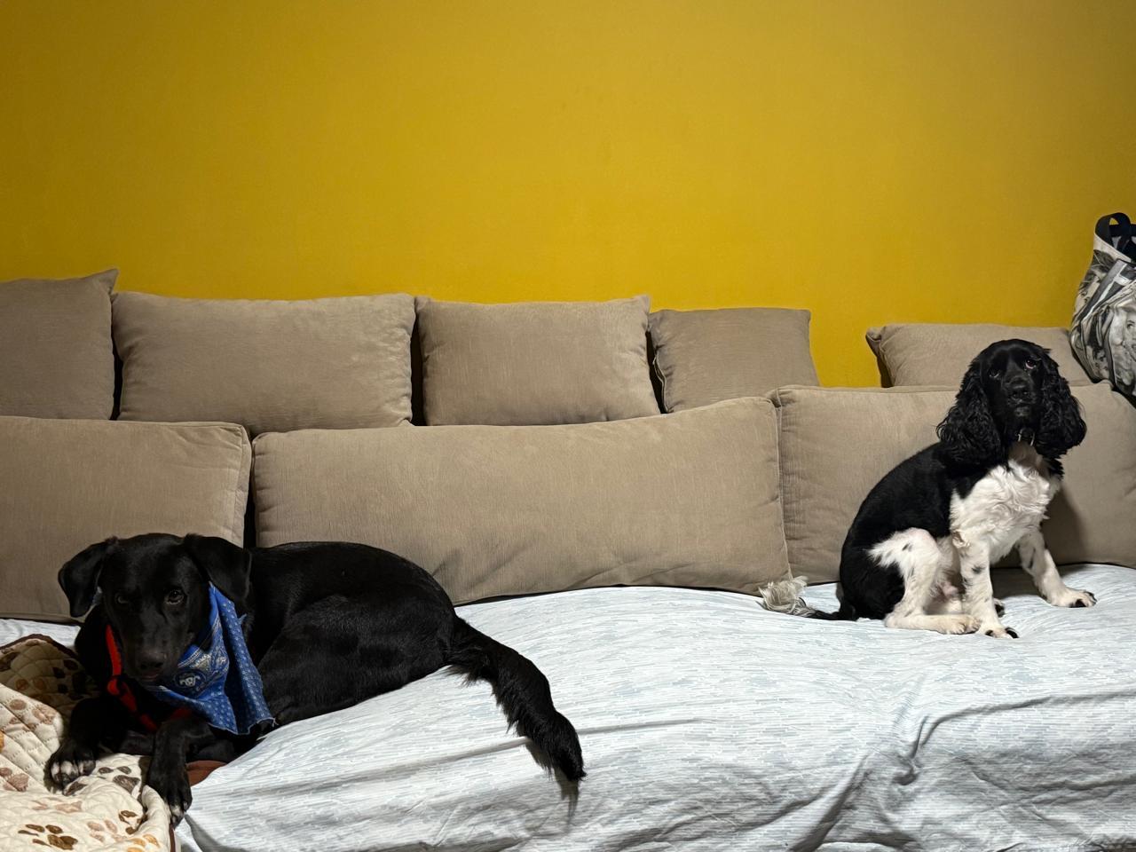 Enlarge Negro, a Adoptable mixed breed in Vancouver, BC image 1/6