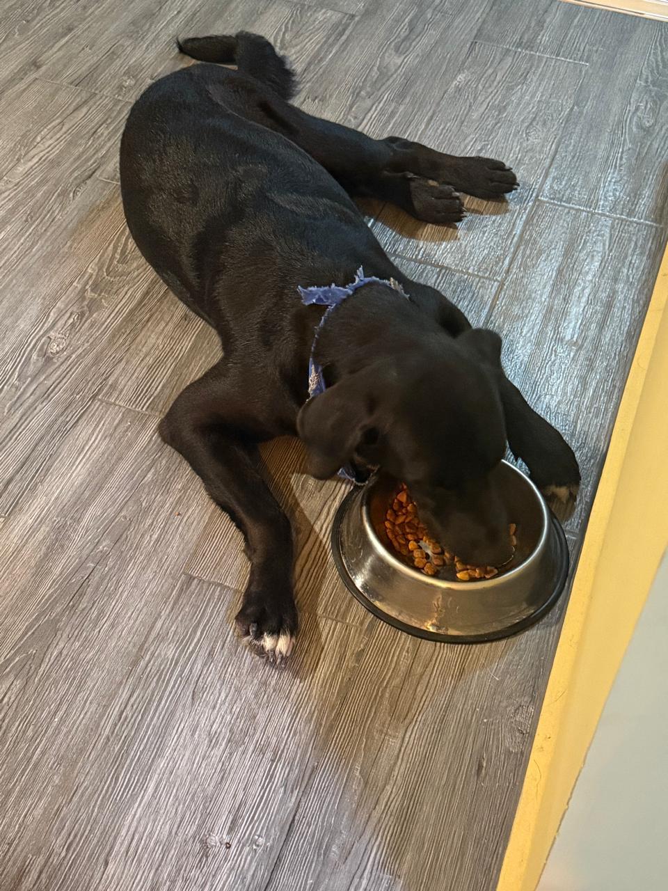 Enlarge Negro, a Adoptable mixed breed in Vancouver, BC image 2/6