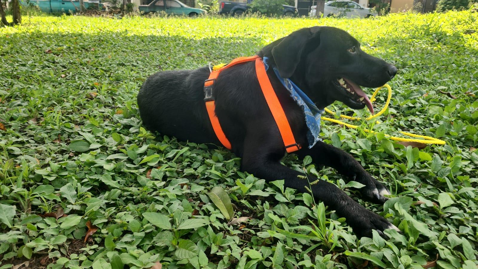 Enlarge Negro, a Adoptable mixed breed in Vancouver, BC image 3/6