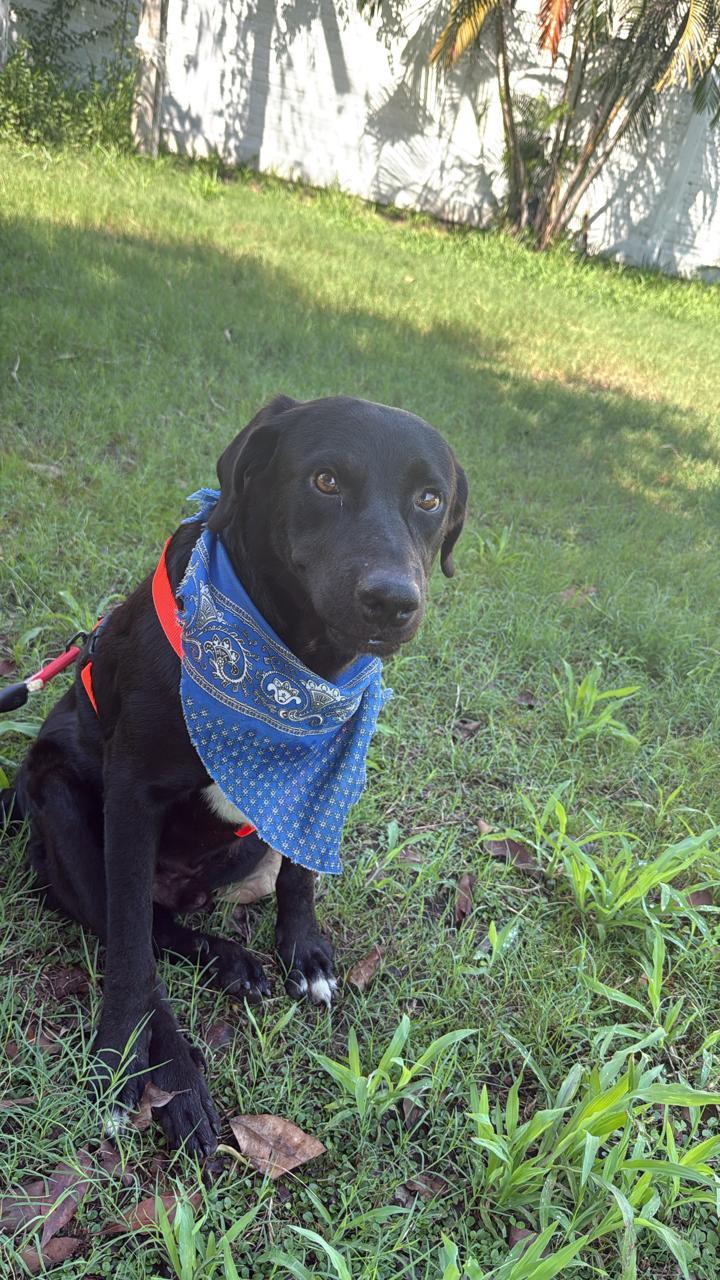 Enlarge Negro, a Adoptable mixed breed in Vancouver, BC image 4/6