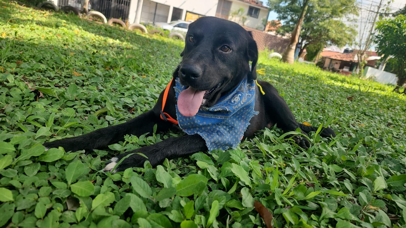 Enlarge Negro, a Adoptable mixed breed in Vancouver, BC image 5/6