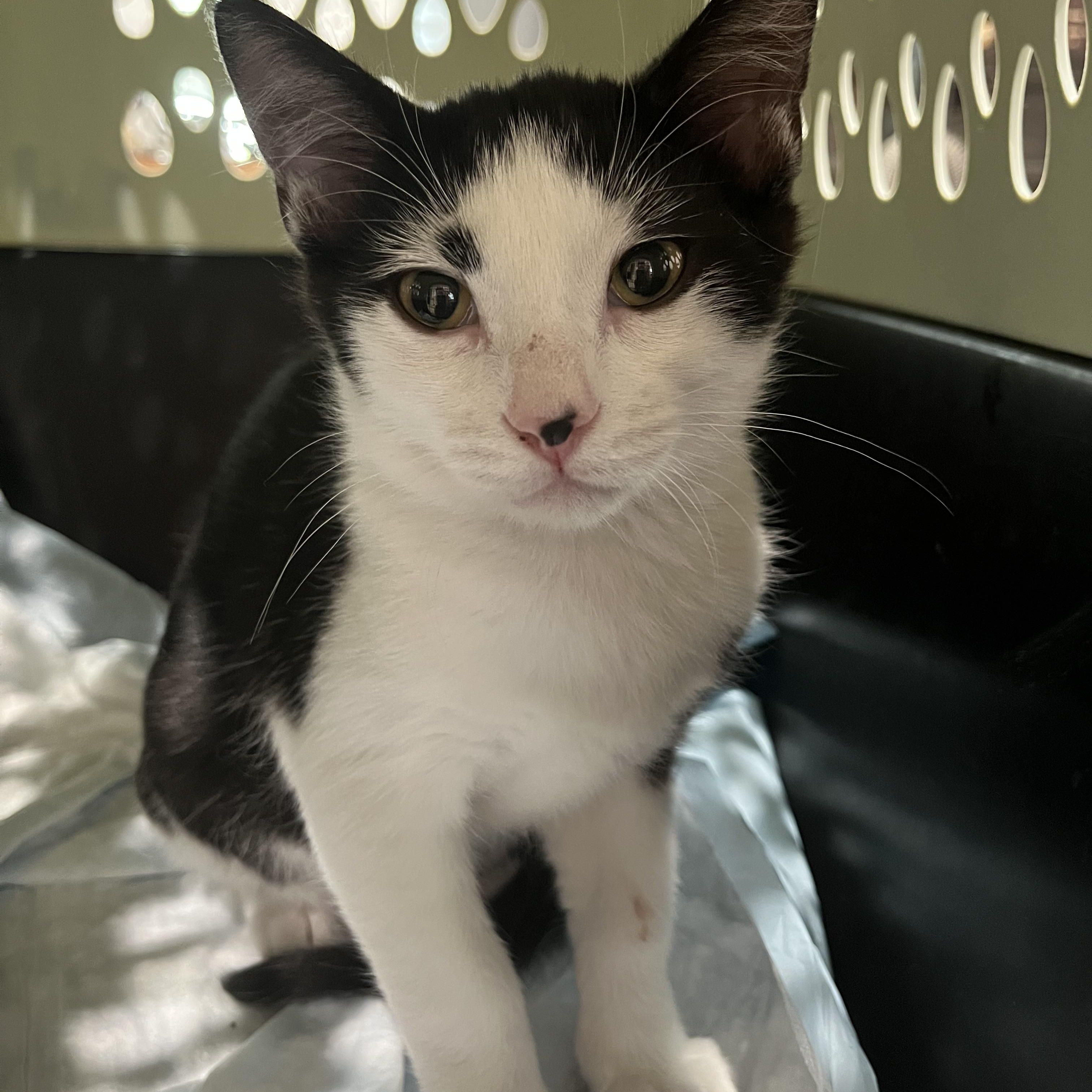 Micho, Adoptable, Kitten Male Domestic Short Hair.