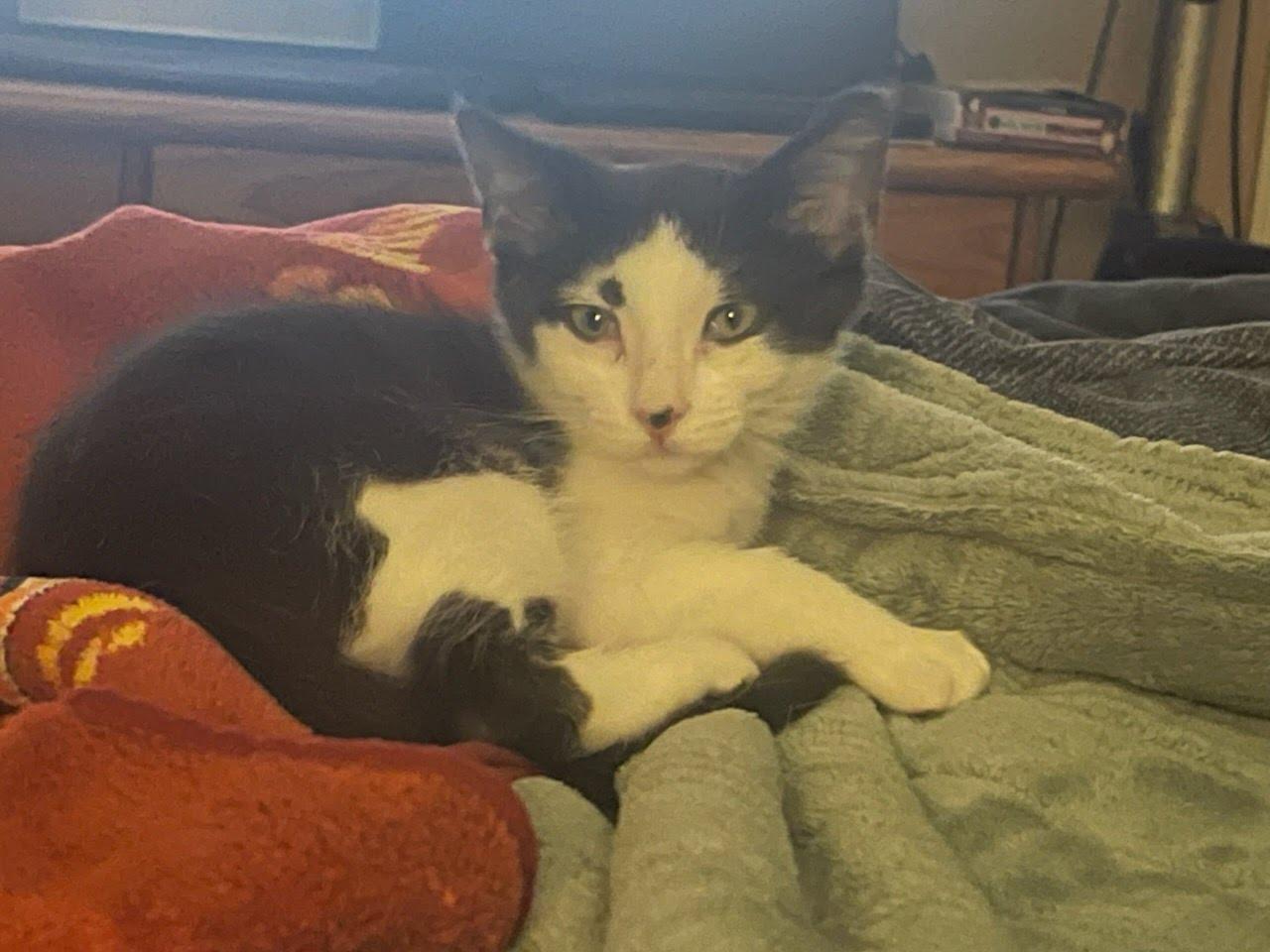 Enlarge Micho, a Adoptable Domestic Short Hair in Fresno, CA image 2/3