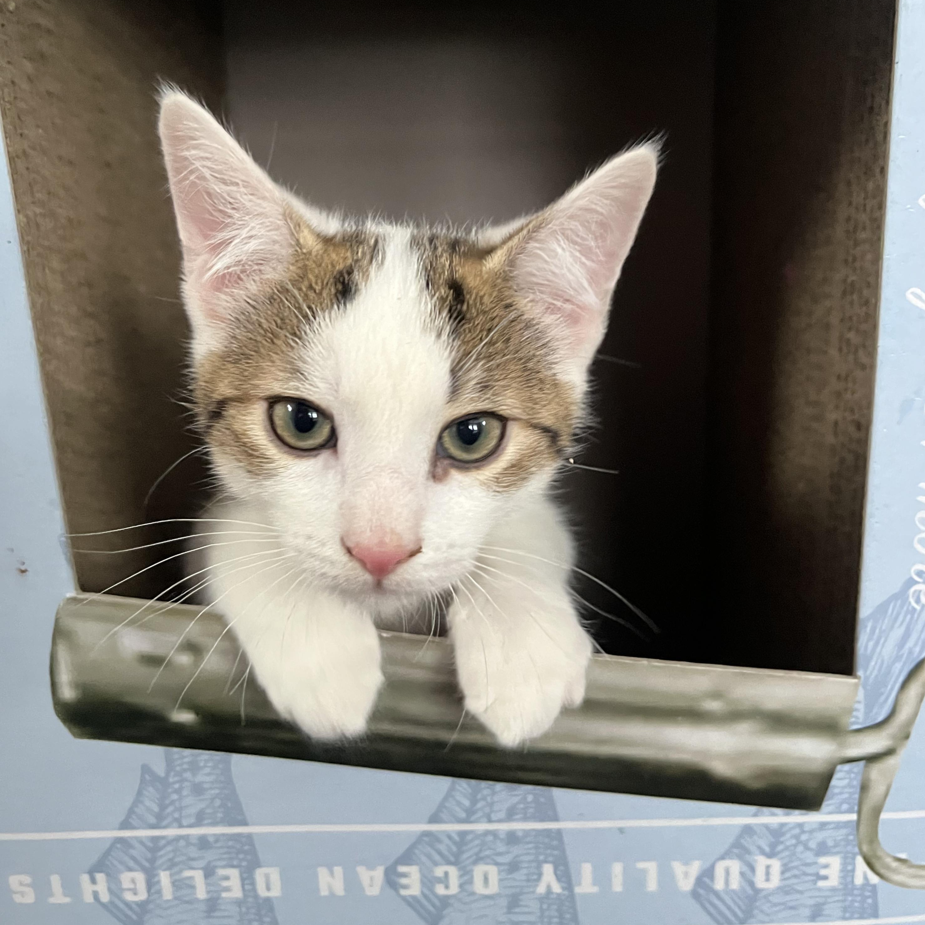Enlarge LEONARD, a ADOPTABLE Domestic Short Hair in East Greenwich, RI image 3/5