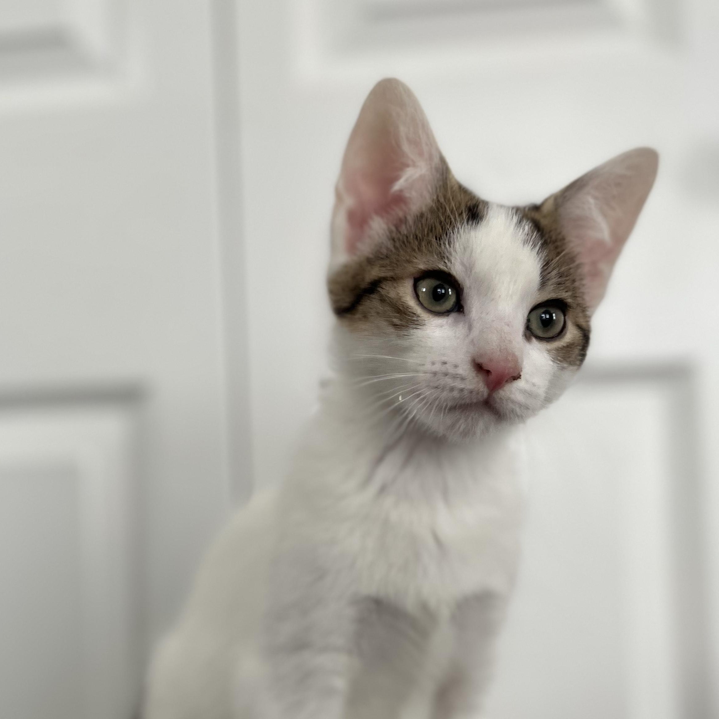 Enlarge LEONARD, a ADOPTABLE Domestic Short Hair in East Greenwich, RI image 1/5