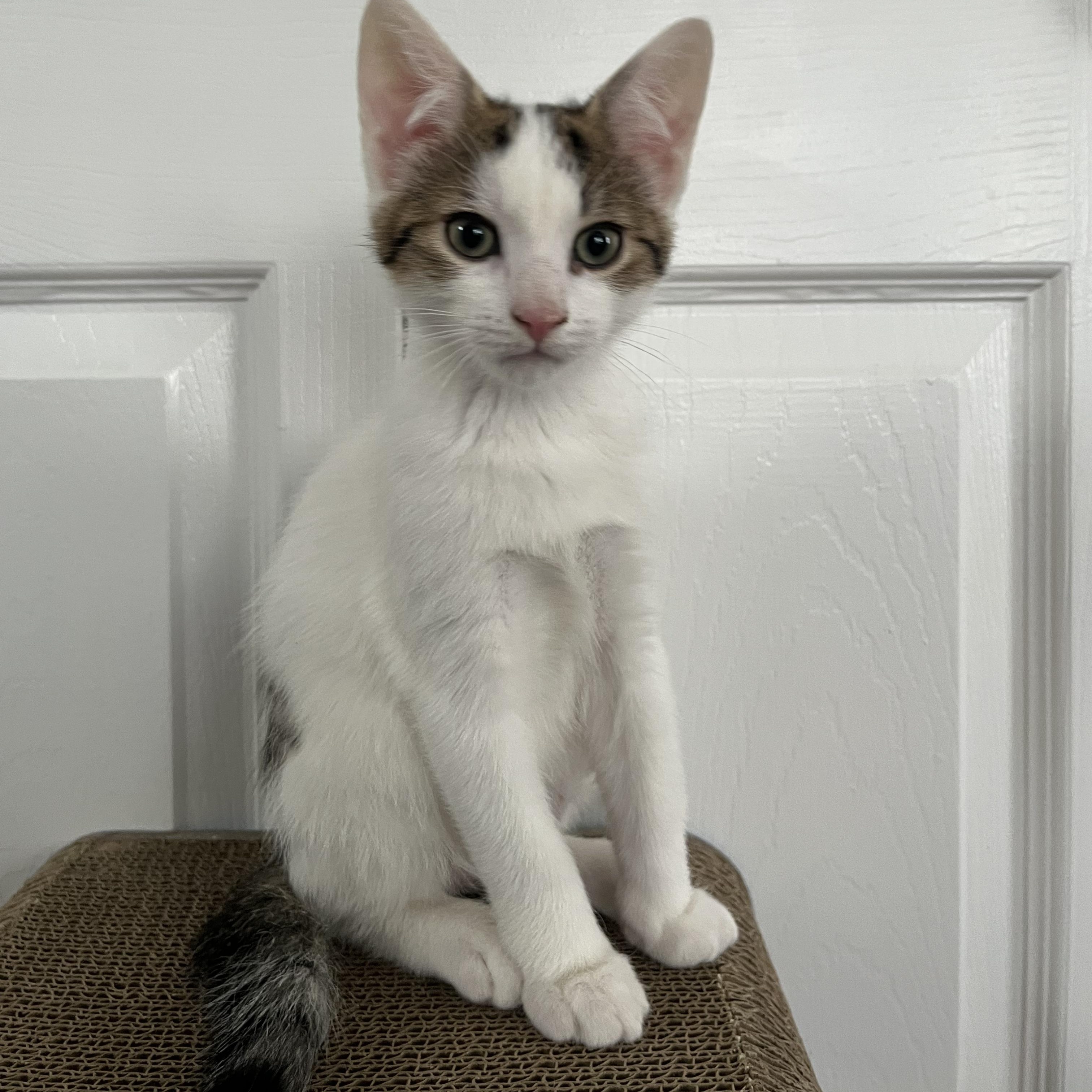 Enlarge LEONARD, a ADOPTABLE Domestic Short Hair in East Greenwich, RI image 2/5