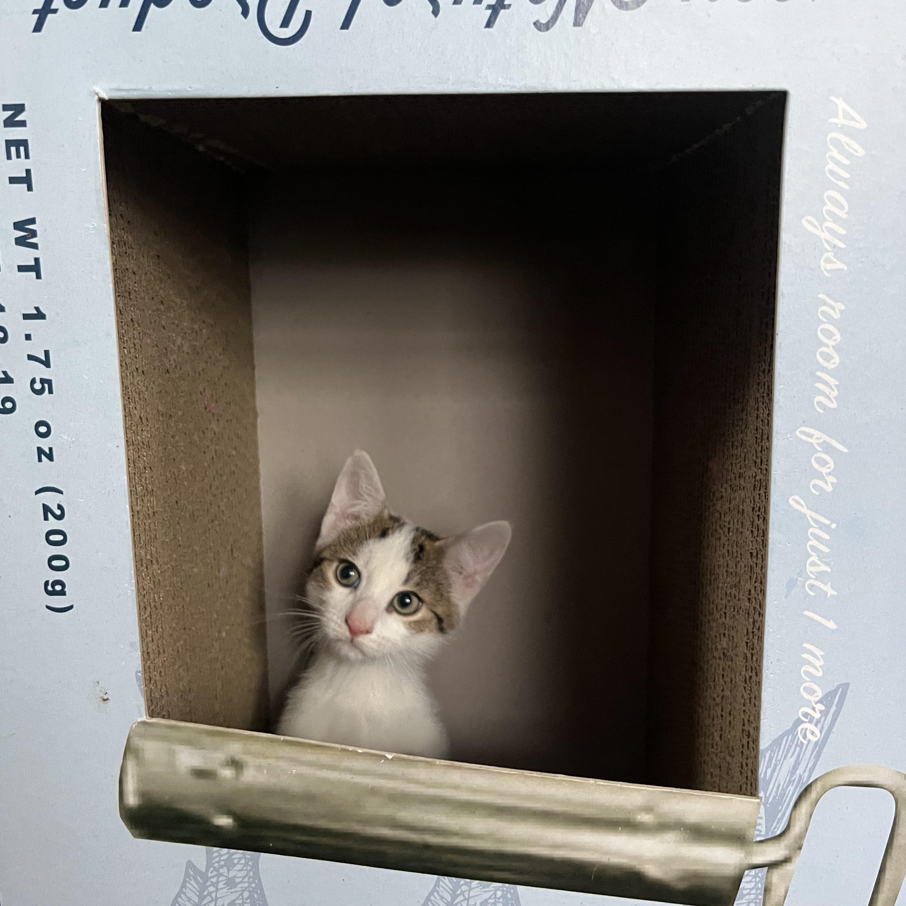 Enlarge LEONARD, a ADOPTABLE Domestic Short Hair in East Greenwich, RI image 4/5