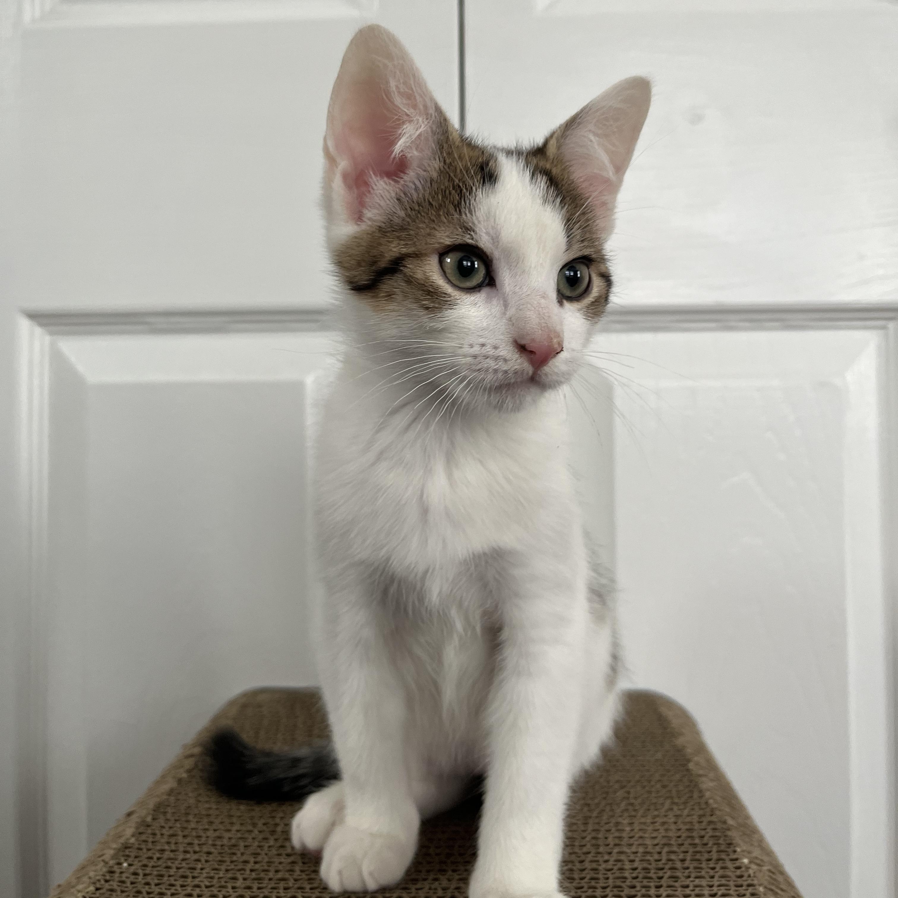 Enlarge LEONARD, a ADOPTABLE Domestic Short Hair in East Greenwich, RI image 5/5