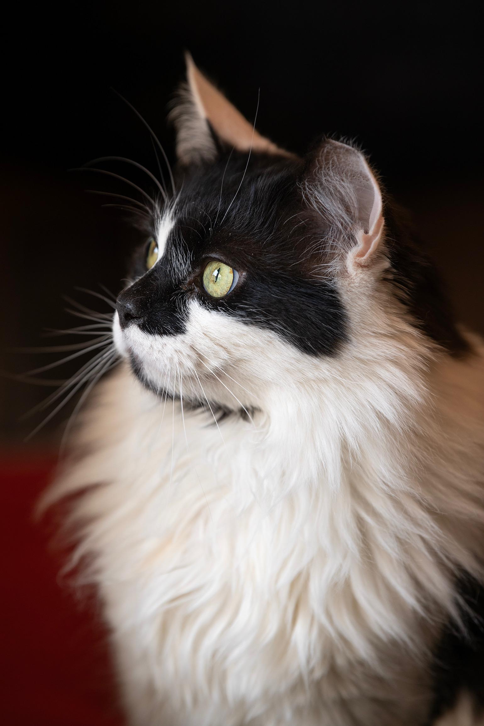 BIG BOY, Adoptable, Adult Male Domestic Medium Hair.