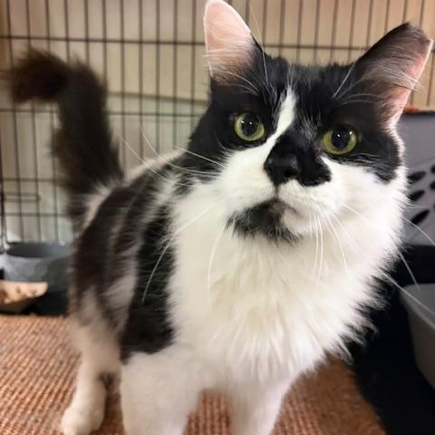 Big Boy, Adoptable, Adult Male Domestic Medium Hair.