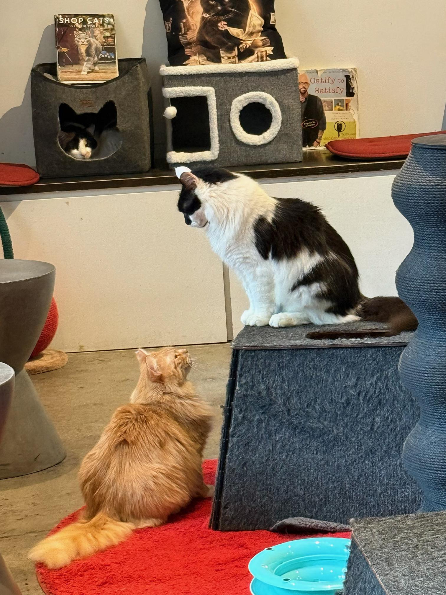 Enlarge BIG BOY, a Adoptable Domestic Medium Hair in New York, NY image 3/3