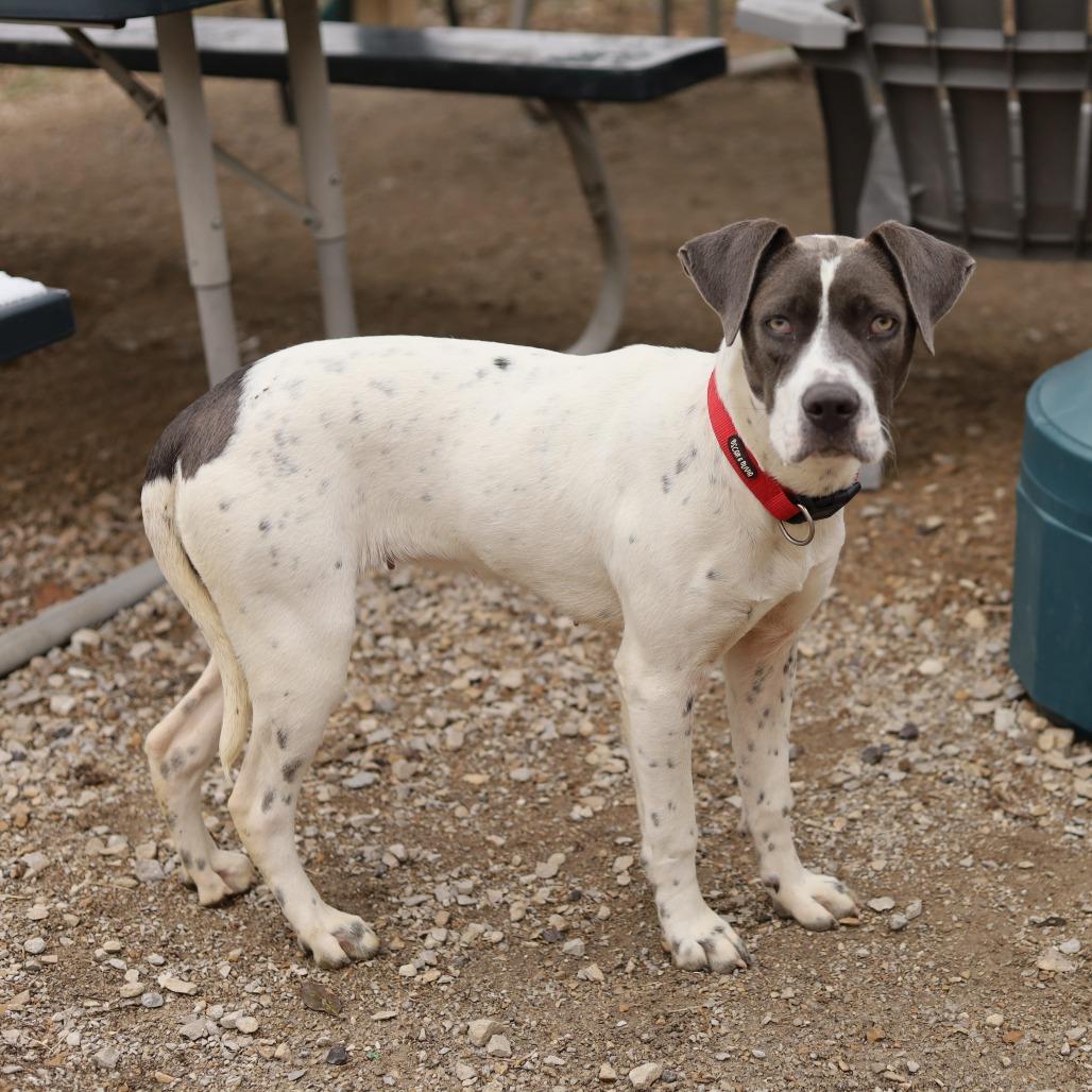 Enlarge Lucky, a Adoptable mixed breed in Evansville, IN image 1/6