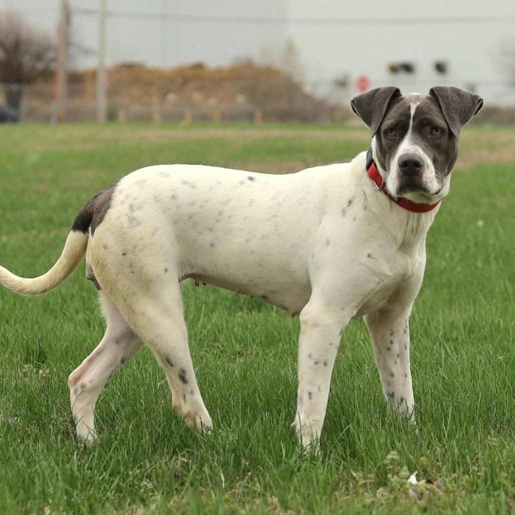 Lucky, Adoptable, Young Female Boxer & Mixed Breed.