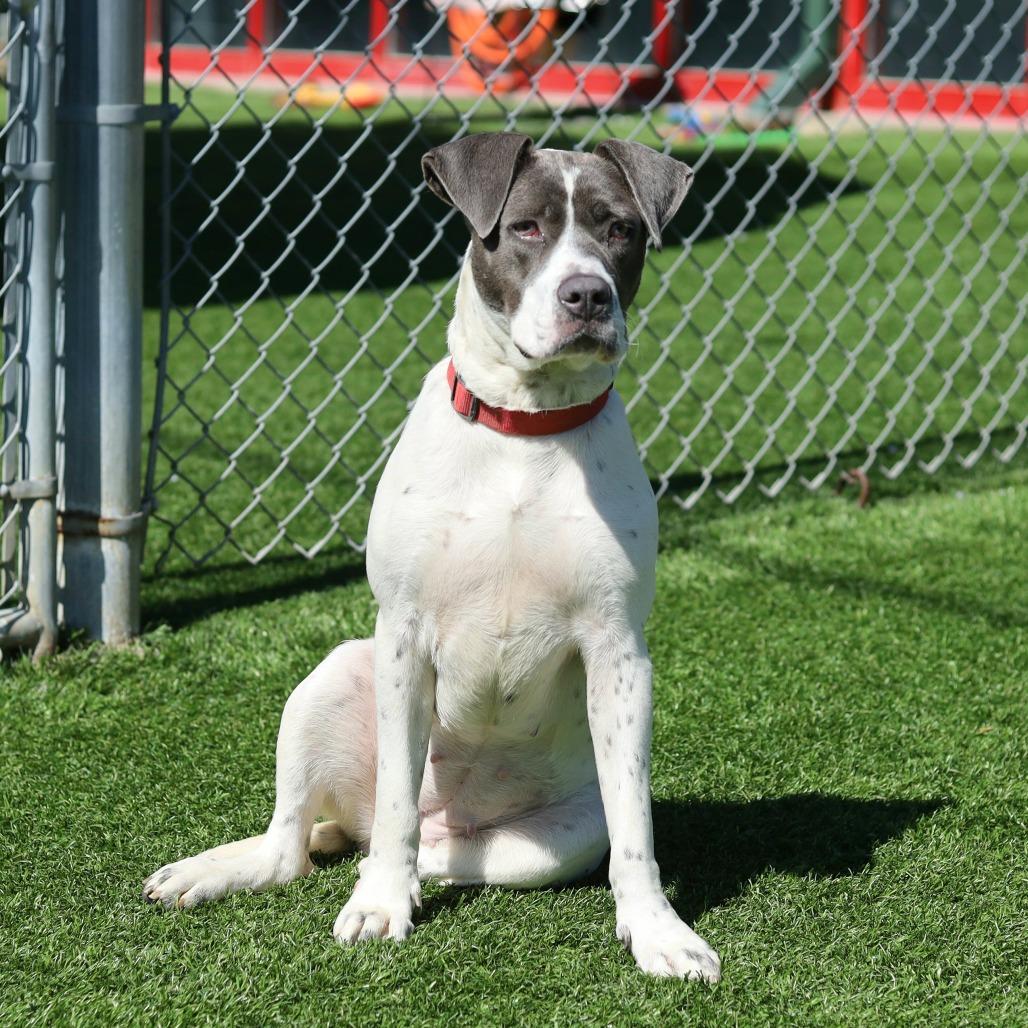 Lucky, Adoptable, Young Female Boxer & Mixed Breed.