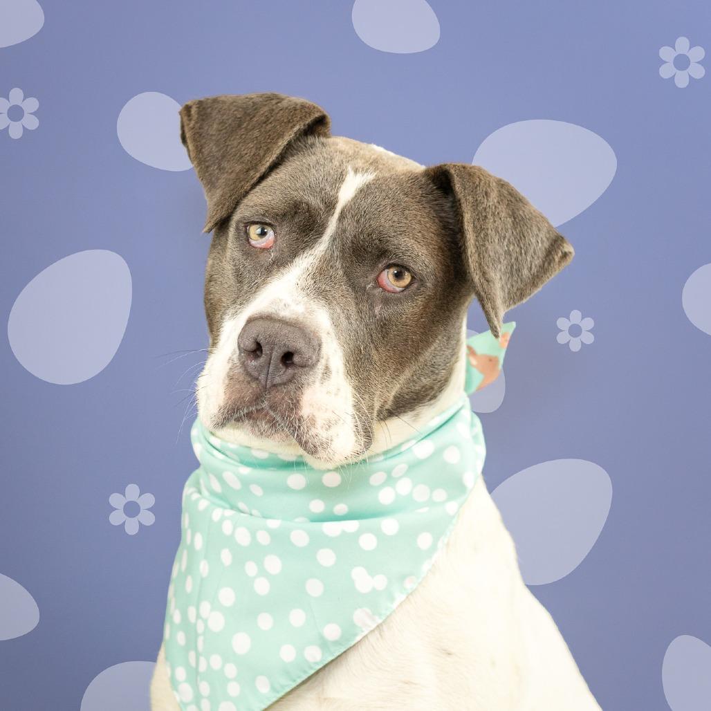 Enlarge Lucky, a Adoptable mixed breed in Evansville, IN image 3/6