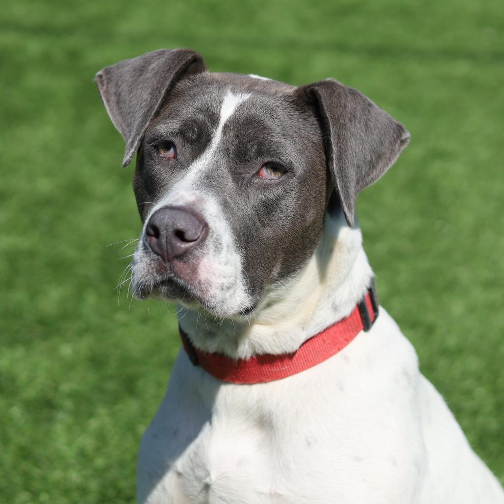 Enlarge Lucky, a Adoptable mixed breed in Evansville, IN image 4/6