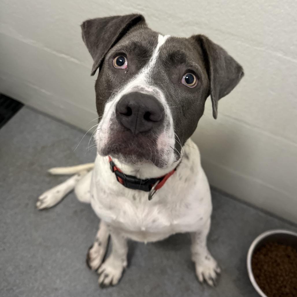 Enlarge Lucky, a Adoptable mixed breed in Evansville, IN image 5/5