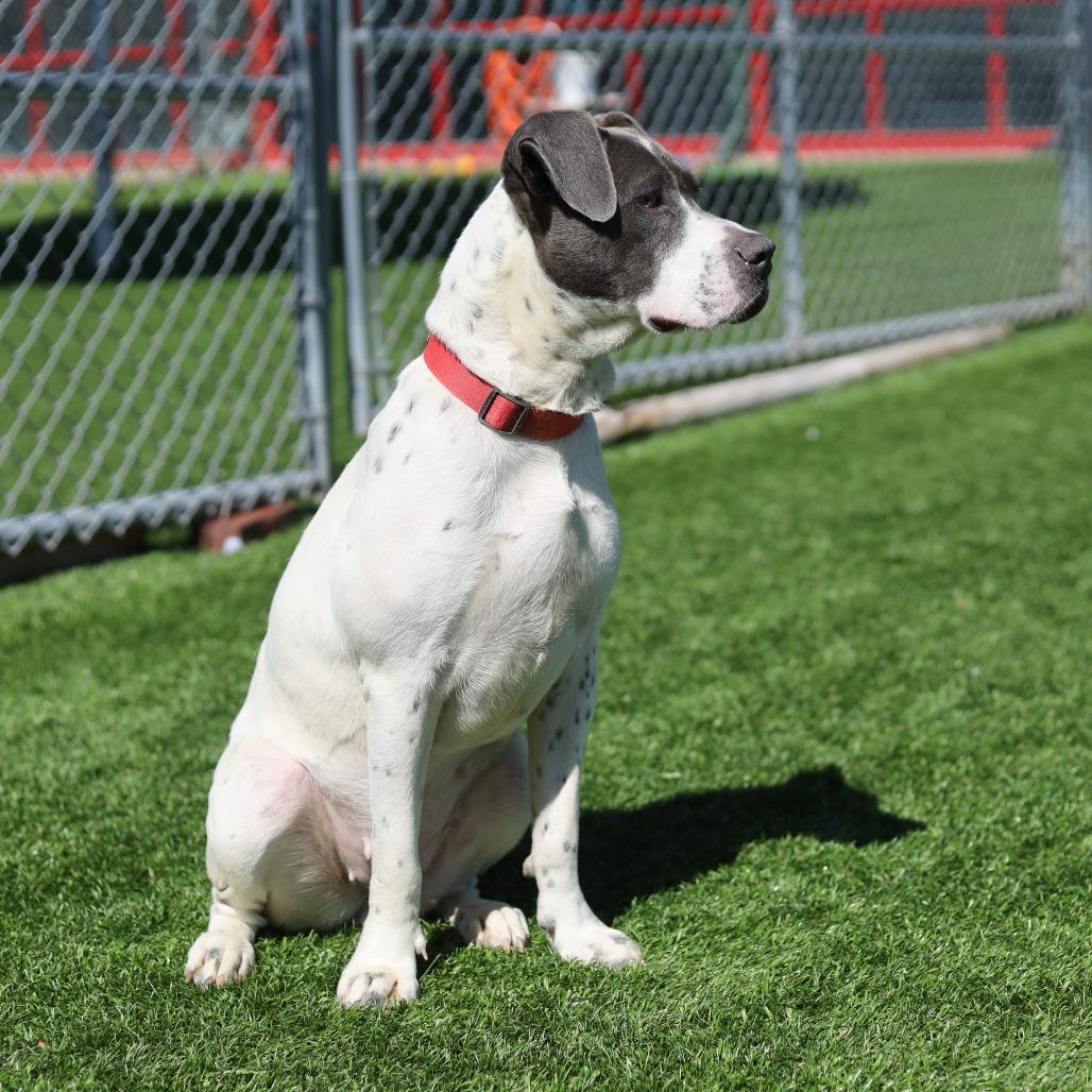 Enlarge Lucky, a Adoptable mixed breed in Evansville, IN image 6/6