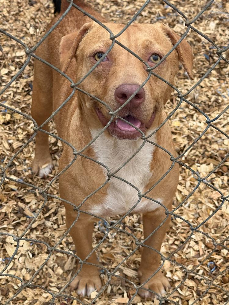 Lettie, ADOPTABLE, Adult • Female, Beagle.