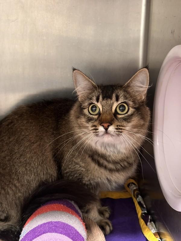 Enlarge Cardamom, a Adoptable mixed breed in Healdsburg, CA image 2/4