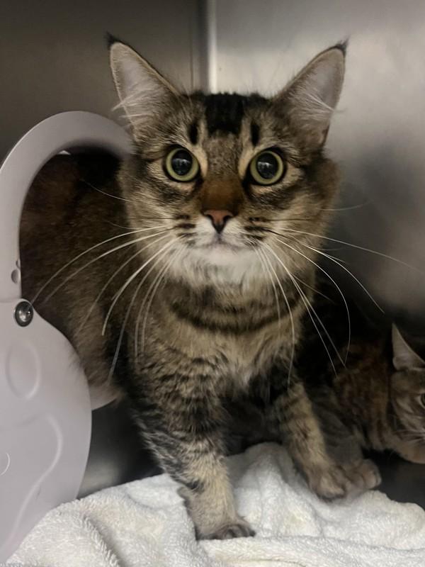 Enlarge Cardamom, a Adoptable mixed breed in Healdsburg, CA image 3/4