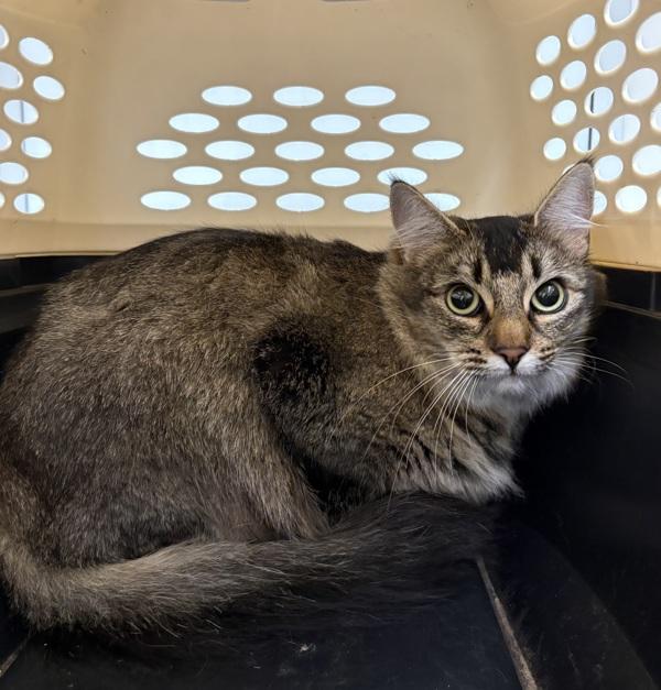 Enlarge Cardamom, a Adoptable mixed breed in Healdsburg, CA image 4/4